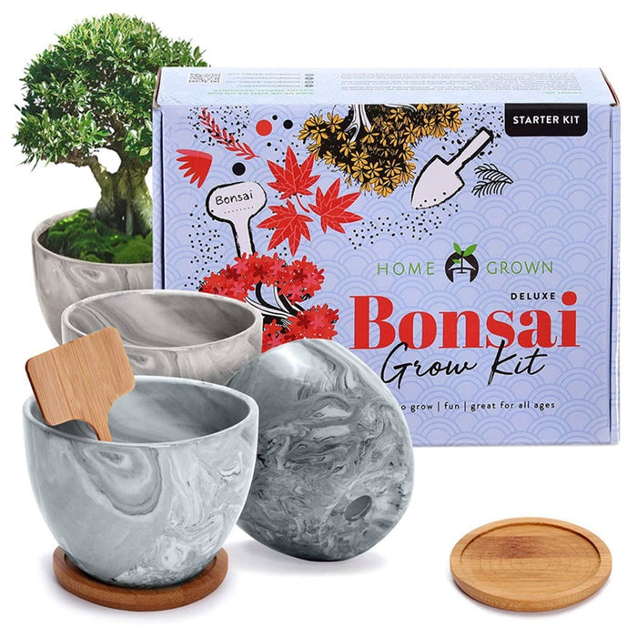 Deluxe Mini Bonsai Starter Kit - Set of 4