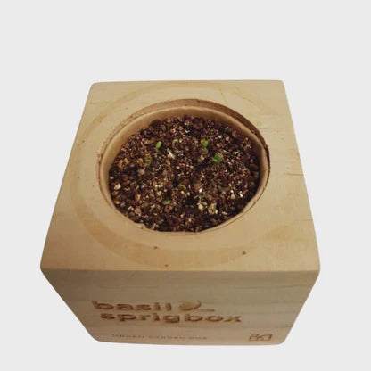 Easy Mini Bonsai Tree Seed Kit