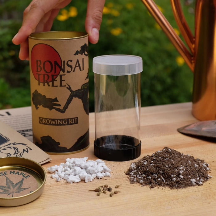 Grow Your Own Bonsai Tree Kit