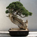 Grow Your Own Bonsai Tree Kit